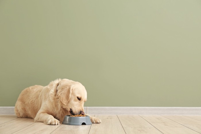 寝そべってご飯を食べる犬