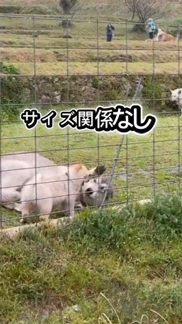 寝転がり手をあげるウルフドッグ