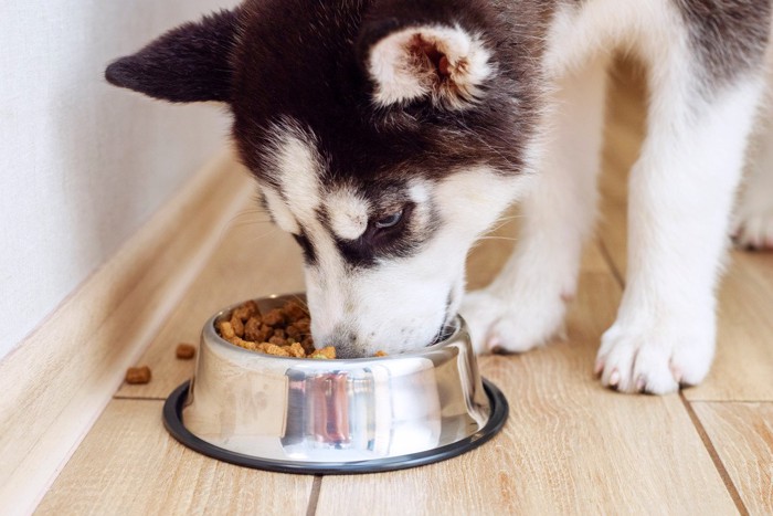 満足げに食事をする犬