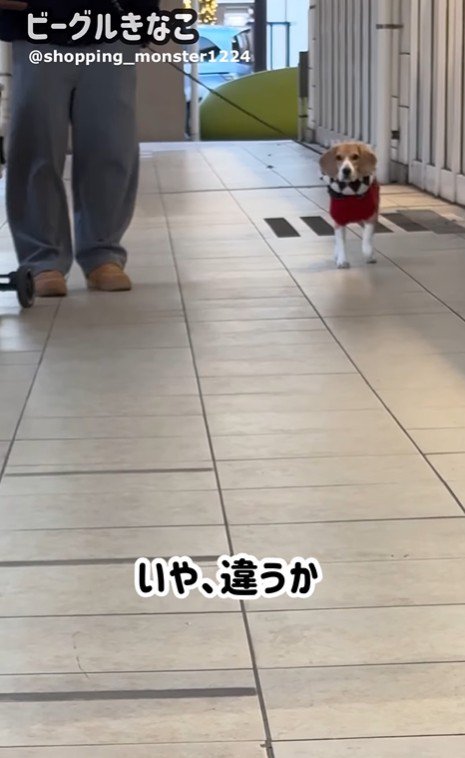 ママが現れた時のきなこちゃん3