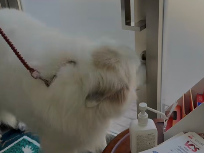 ドアの隙間に鼻を押し付ける犬