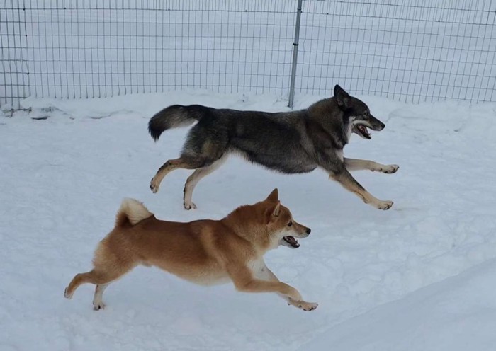 雪の中