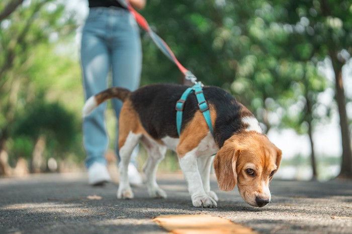 地面のニオイを嗅ぎながら散歩する犬