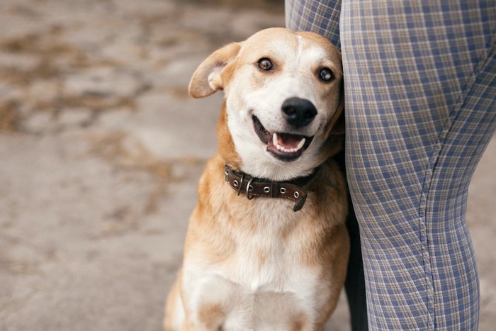 飼い主に寄り添って幸せそうな犬