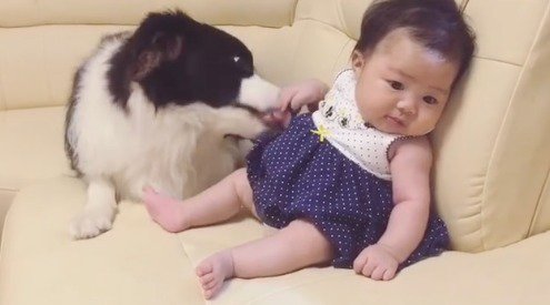 赤ちゃんの手を舐める犬