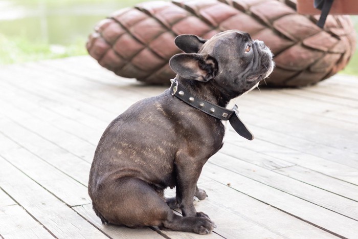 犬のお尻歩き