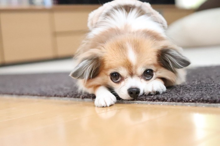伏せた上目遣いの犬