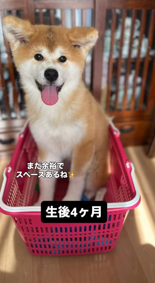 カゴの中に入って笑顔の子犬