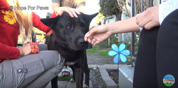 3人の女性が犬を保護