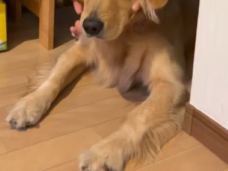 廊下に伏せるもみじちゃん