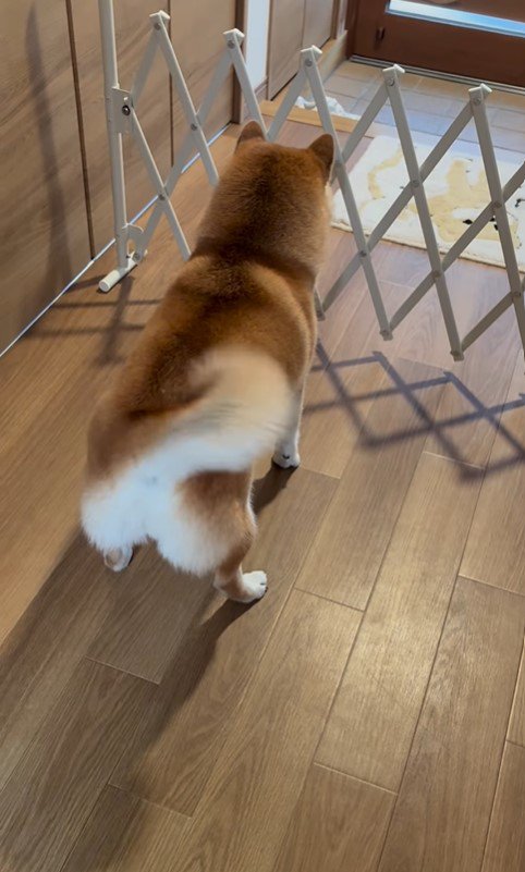 お兄ちゃんの帰省を喜ぶパンちゃん7