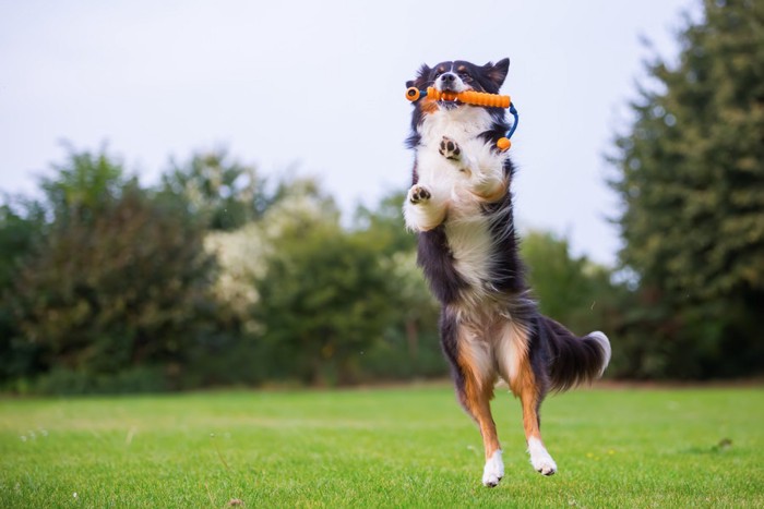 ジャンプしておもちゃをキャッチする犬