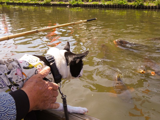 鯉を見る犬