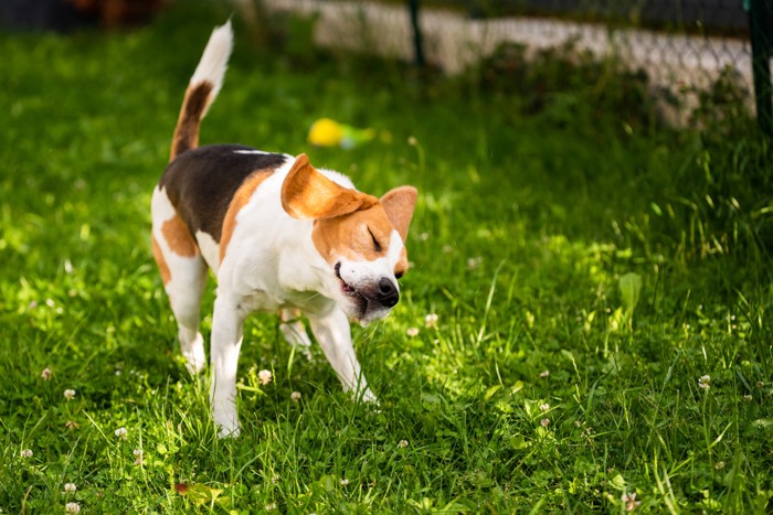 原っぱで体を震わせる犬