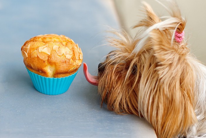 カップケーキを舐めようとする犬