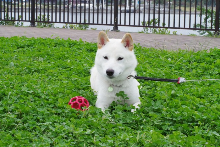 ふせをする犬