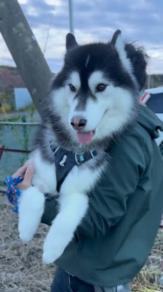 男性に抱っこされてカメラを見つめる大型犬