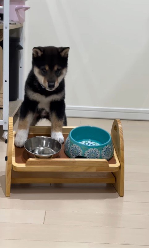 水を飲む猪之助くん5