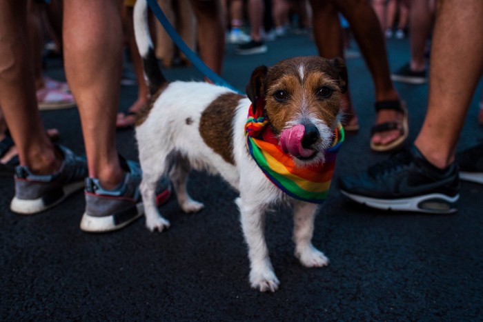 お祭りの人込みの中の犬