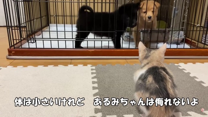 保護猫のあるみちゃんも興味津々！