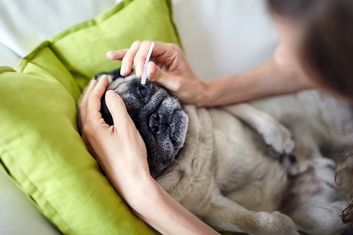 目薬を差される犬