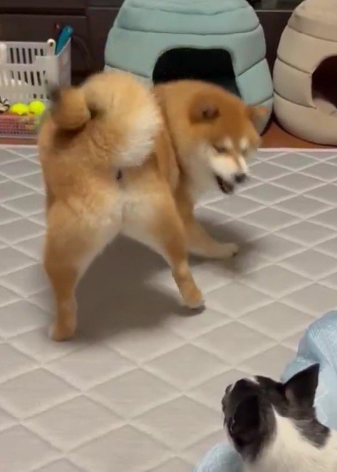 「ワン！」
