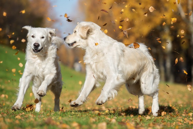 遊ぶ犬