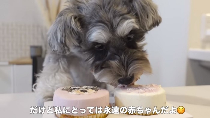 ケーキを食べるティノちゃん