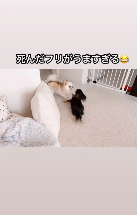 えびちゃんの死んだフリ4