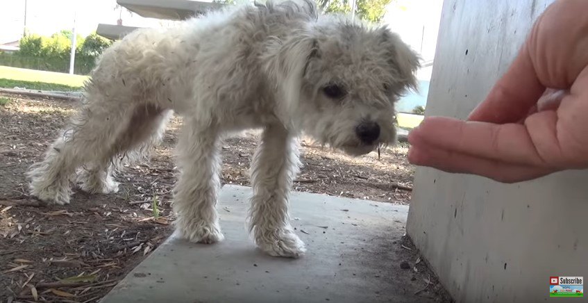 手から食べようとする犬