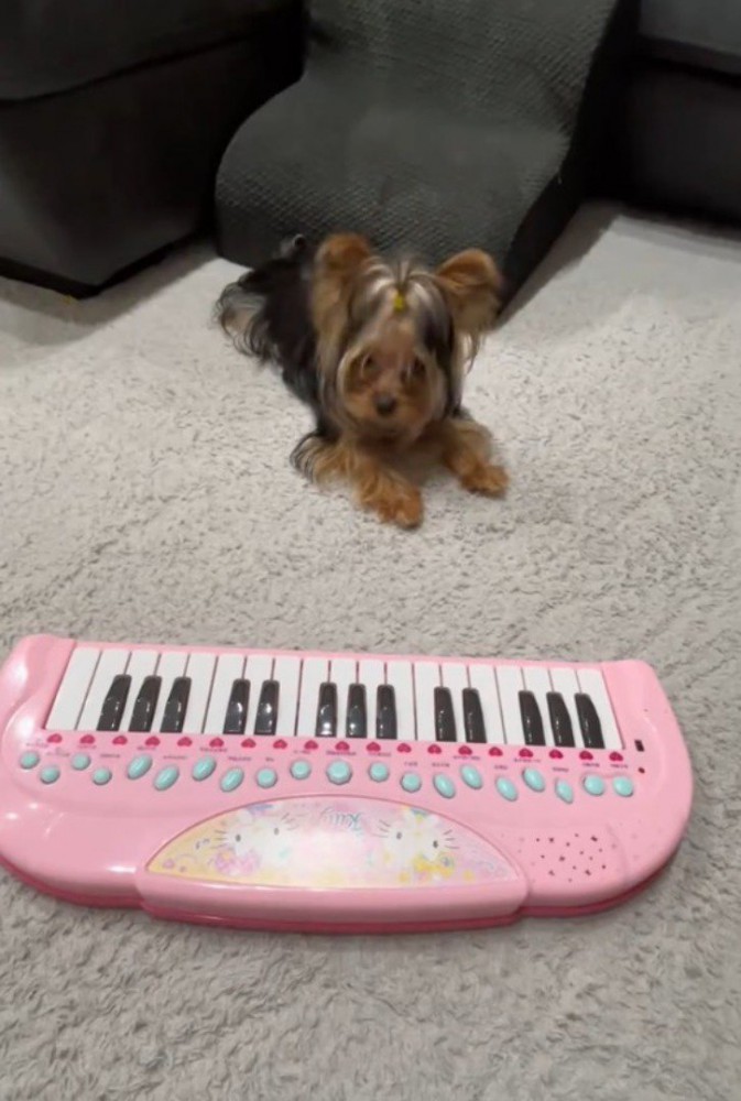床に置かれたおもちゃのピアノを見つめる犬
