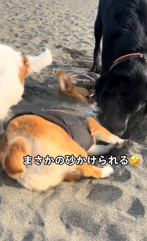 穴掘りを教わるラティちゃん9