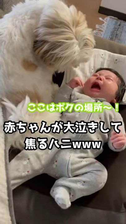 泣いている赤ちゃんを覗きこむ犬