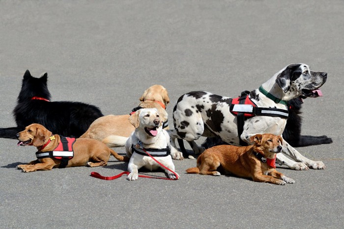 働く犬のハーネスをつけた犬たち