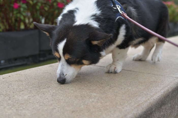 地面を嗅ぐ犬