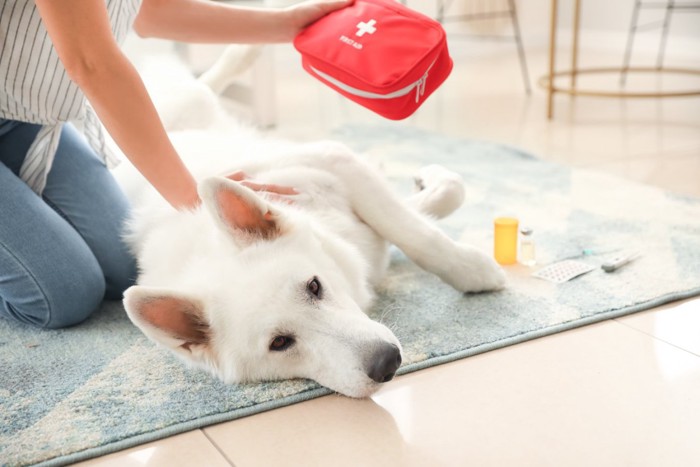 応急処置をしようとする女性と横たわる白い犬