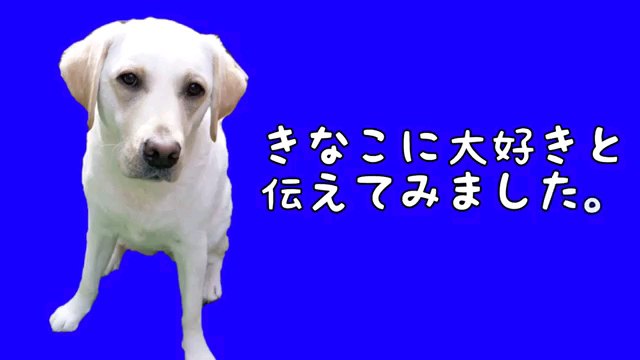 きなこに～字幕