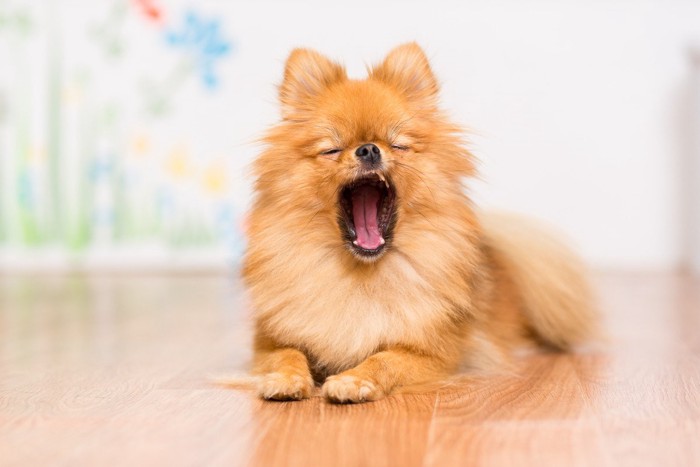 フローリングに伏せてあくびをする犬