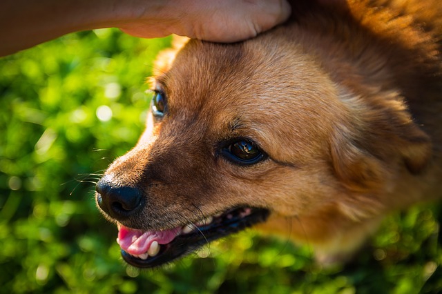 頭をなでられる犬