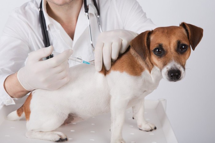 病院でワクチンを接種する犬