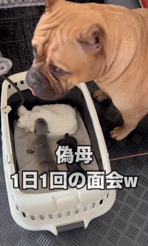 ラブちゃんと子犬の面会