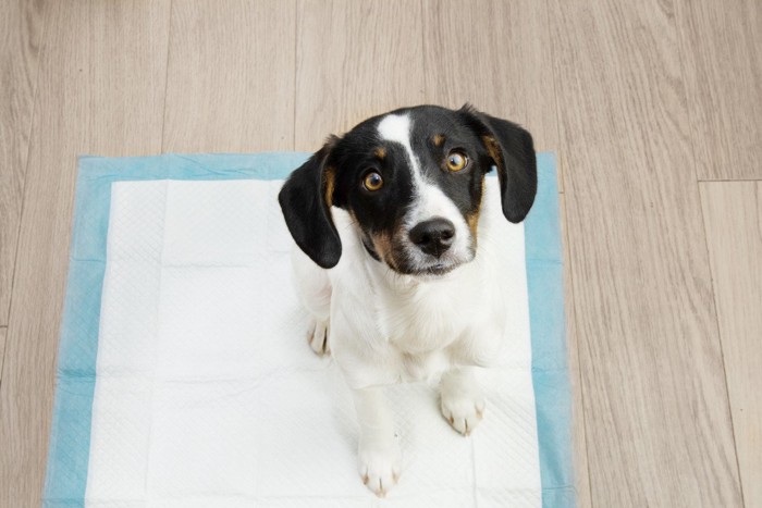 トイレシーツに座る犬