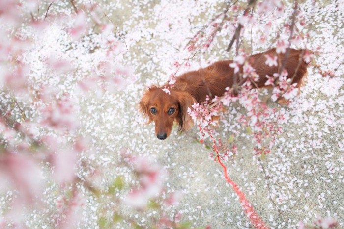 ダックスフンドと桜