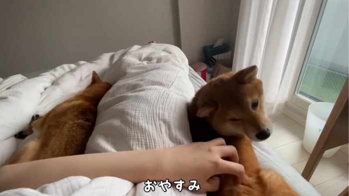 飼い主をはさむ犬たち