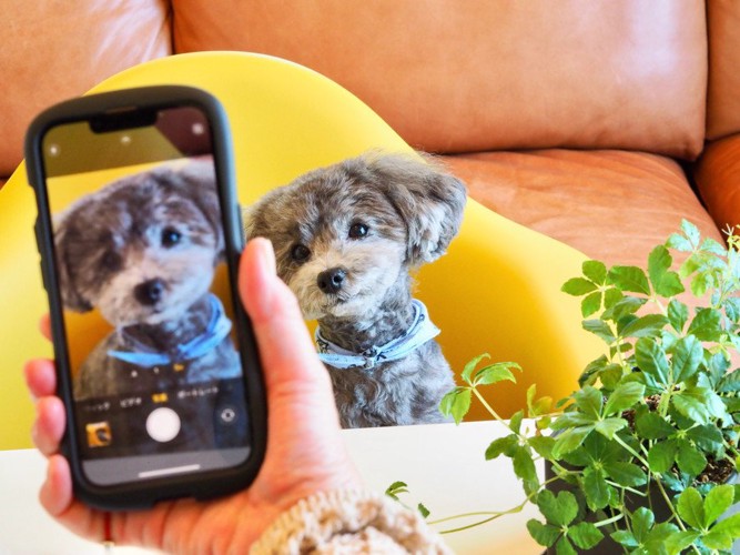 スマホで愛犬を撮影