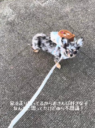 初散歩は歩かなかった…