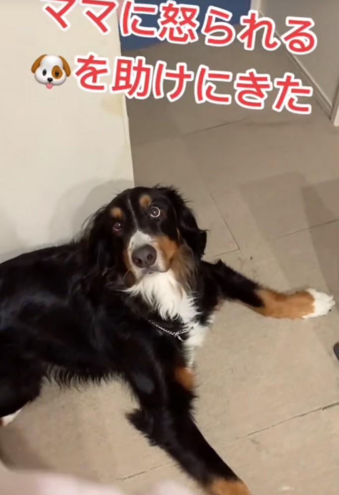 上目遣いで見つめる犬