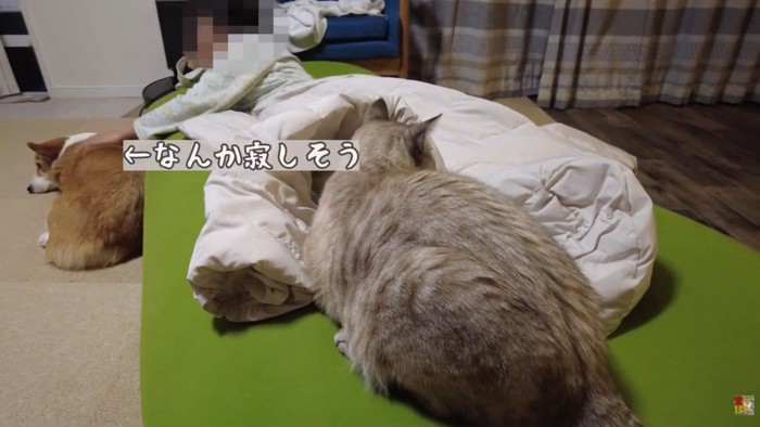 お姉ちゃんが撫でても、寂しそうなお顔のまま