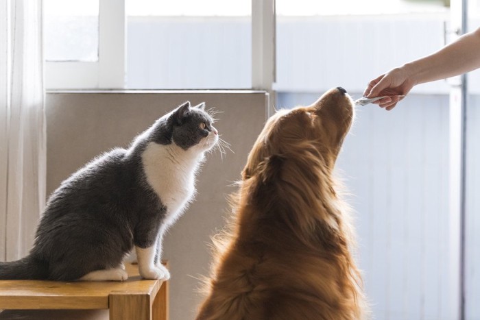 おやつを見つめる猫と犬