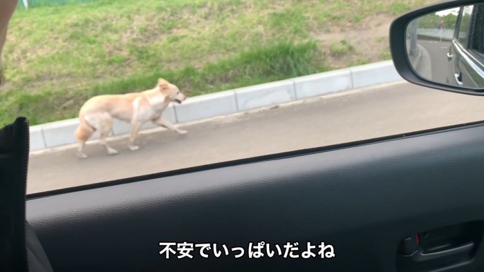 迷子犬はとにかく走り続けていたそう